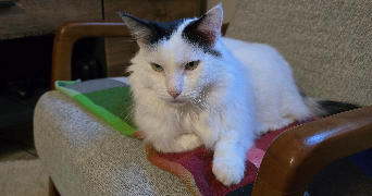 nathan pet sitter à AMIENS 80000_1