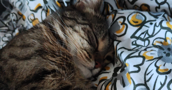 manon pet sitter à CHAMPIGNY SUR MARNE 94500_1
