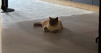 naïl pet sitter à BENNWIHR 68630_3