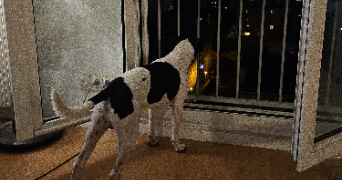 adrien pet sitter à MALAKOFF 92240_3