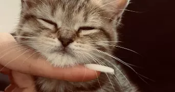 anais pet sitter à MONS 7000