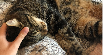 ophelie pet sitter à TOULOUSE 31400_1