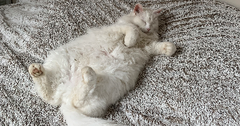 beatrice pet sitter à SACLAY 91400_5