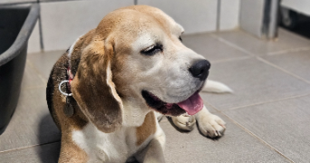 marlene pet sitter à AUNEAU BLEURY ST SYMPHORIEN 28700_83