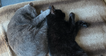 eva pet sitter à NEUVILLE DE POITOU 86170_3