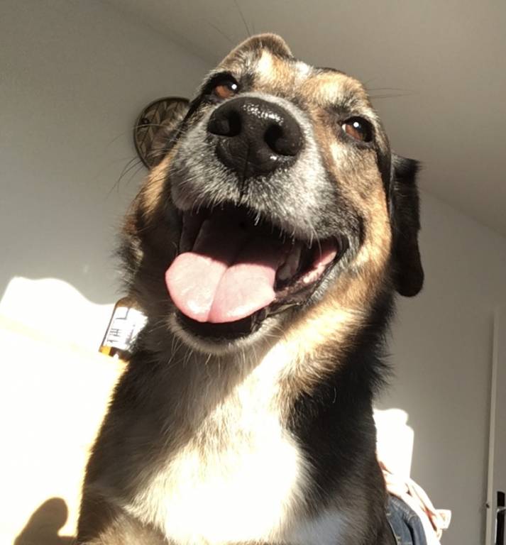 perrine pet sitter à Saint-Martin-d'Hères 38400_1