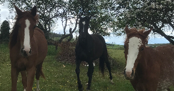 melyna pet sitter à Bologne 52310_3