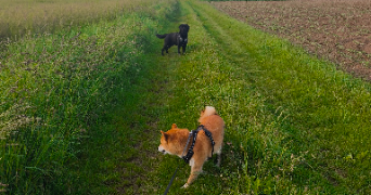 aurelie pet sitter à CHEVRY EN SEREINE 77710_4