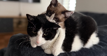 savannah pet sitter à BASTIA 20200_9