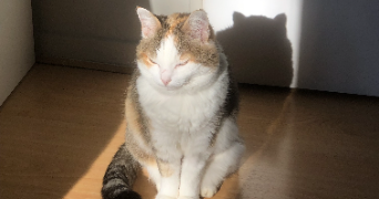 elona pet sitter à ST MANDE 94160_1