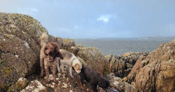 clodagh  pet sitter à TOURBES 34120_2