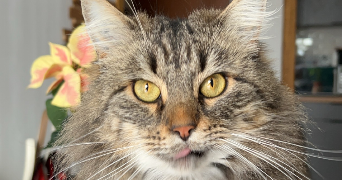 chloé pet sitter à AUXERRE 89000_3