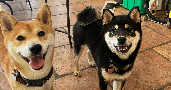 amandine pet sitter à La Chapelle-sur-Erdre 44240_5