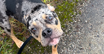 servane pet sitter à EPENOY 25800_4