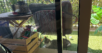 natacha pet sitter à L HAY LES ROSES 94240_3