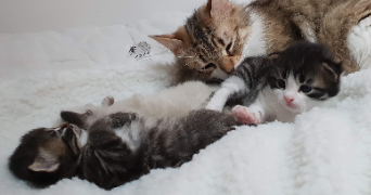 line pet sitter à ANGERS 49000_3