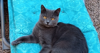 delphine pet sitter à VICHY 03200_2