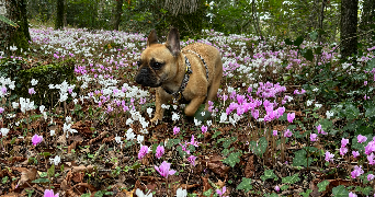 mélanie  dog sitter à CLAVETTE 17220_1