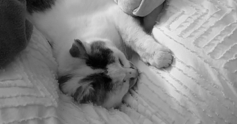 sunita pet sitter à LAINES AUX BOIS 10120_2