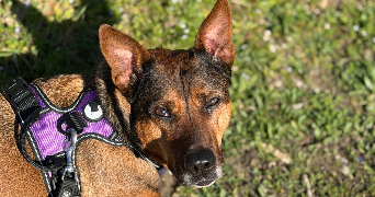 ilona pet sitter à ST ETIENNE DE TULMONT 82410_1