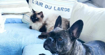 coralie pet sitter à PARIS 15 75015_0