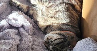margot pet sitter à TALENCE 33400_7
