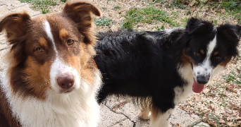 florence pet sitter à DRAGUIGNAN 83300_2