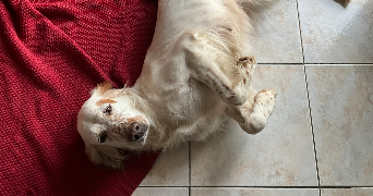 julie  pet sitter à pernes les fontaines  84210_1