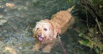 fanny pet sitter à VANNES 56000_1
