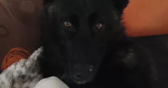 bruno pet sitter à LA FERRIERE AIROUX 86160