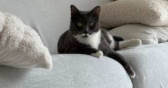 léonie pet sitter à FONTAINE 38600_0