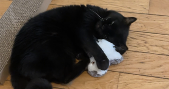 stella pet sitter à LES ULIS 91940_5