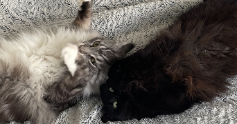 nina pet sitter à LAGNY SUR MARNE 77400_1