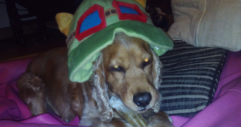 ana pet sitter à VELIZY VILLACOUBLAY 78140_9