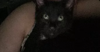 anais pet sitter à MONBAHUS 47290