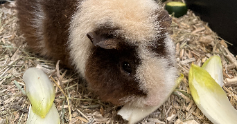 corentin pet sitter à Ivry-sur-seine 94200_6