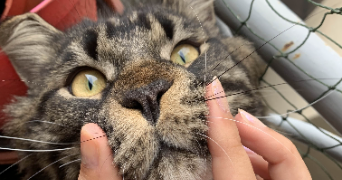 margo pet sitter à MONTPELLIER 34000_1