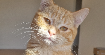 deborah pet sitter à Carvin 62220_1