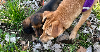 margot pet sitter à puteaux 92800_6