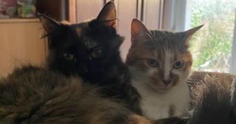 estelle pet sitter à LOOS 59120_1