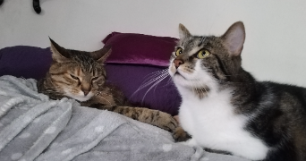 elodie pet sitter à PARIS 13 75013_9