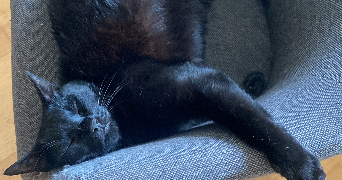 lea pet sitter à NANTES 44100_2