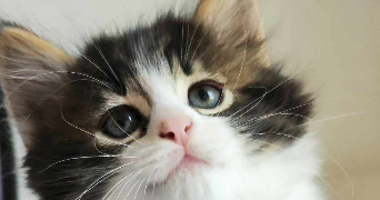 constance pet sitter à PRAHECQ 79230_2
