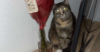 lyna pet sitter à REIMS 51100_9