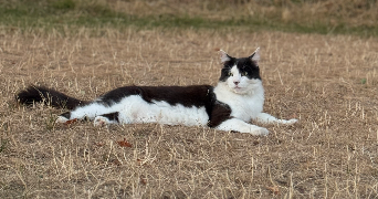 myriam pet sitter à La limouziniere 44310_2