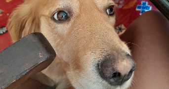 anna pet sitter à ARRAS 62000_5