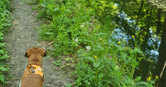 marine pet sitter à VINCENNES 94300_4