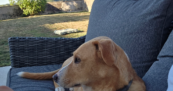 morgane pet sitter à BUC 78530_1