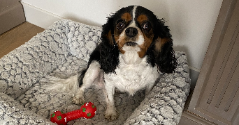 lou-anne pet sitter à Marquette lez lille 59520_4
