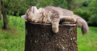 océane  pet sitter à Rontalon 69510_4